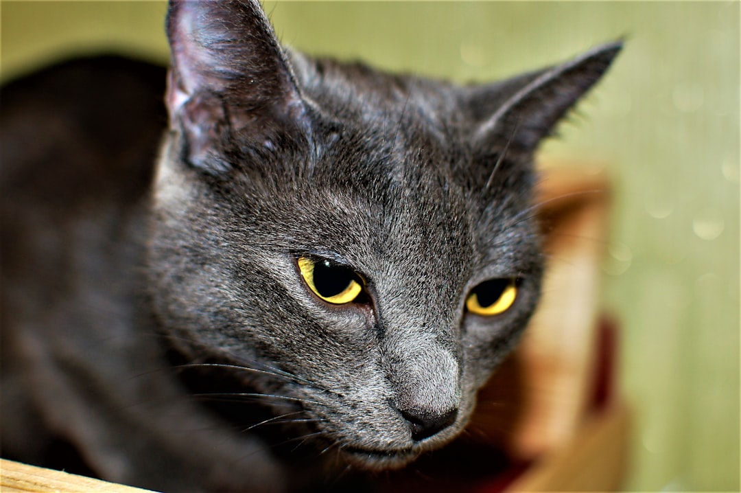 a cat looking at the camera