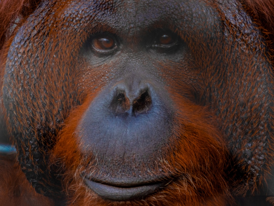 a close up of an oranguel looking at the camera